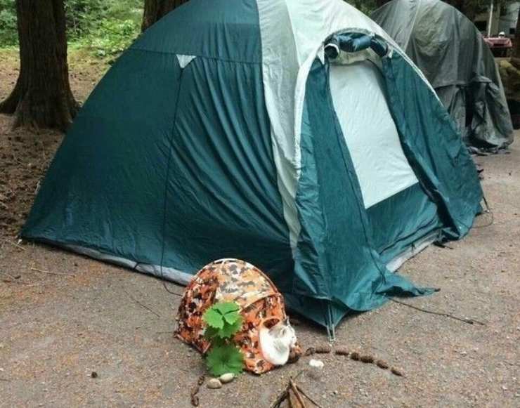 In campeggio con il gatto: vivere in tenda con il micio in vacanza