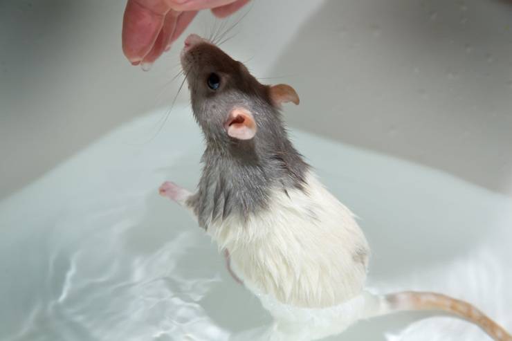 fare il bagno al topolino domestico