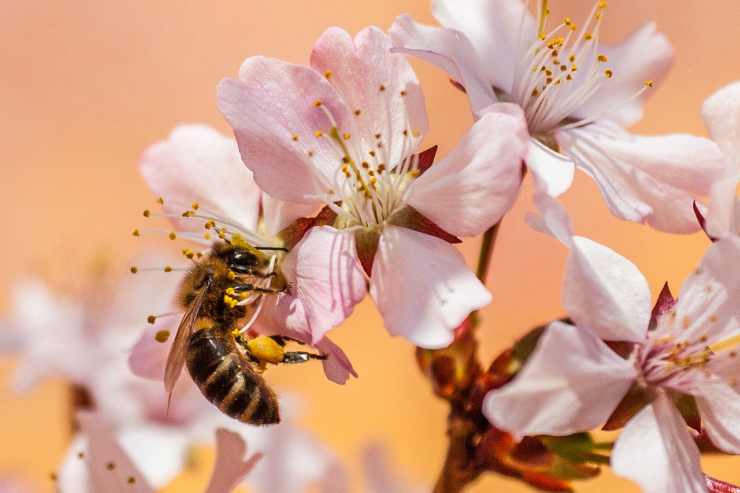 Ape sui fiori di primavera Facebook