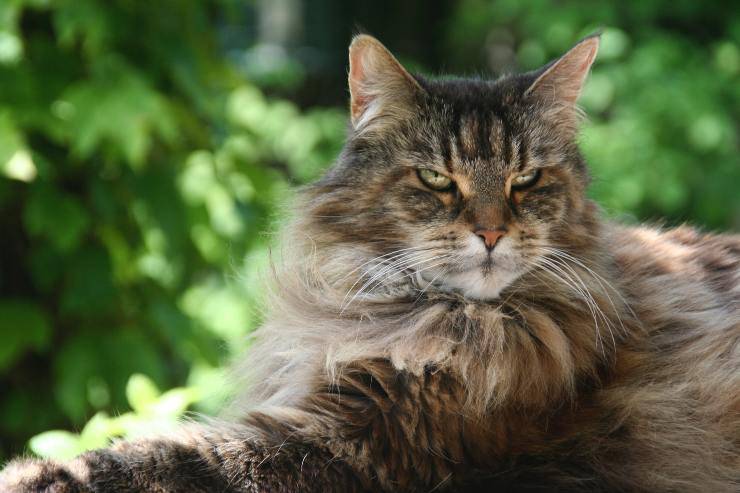 Adottare un Maine Coon