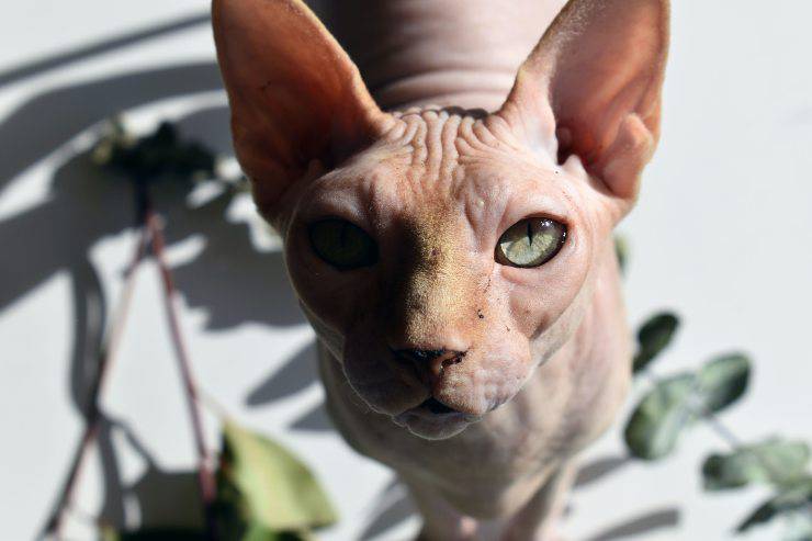 Sphynx in estate