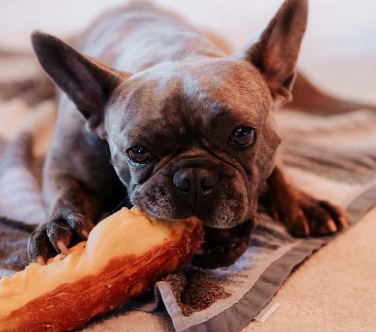 Cane è aggressivo quando mangia