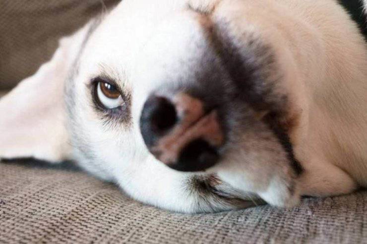 Come dorme il cagnolino