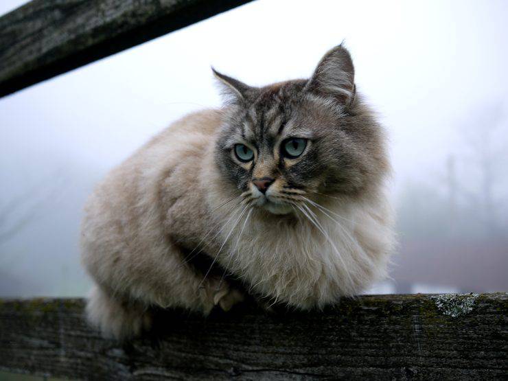 Adottare un gatto persiano