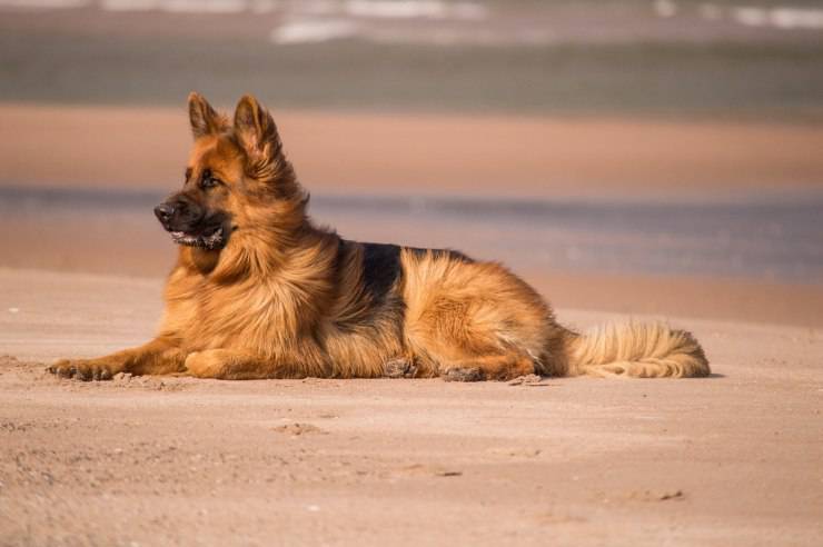 Protezione solare al cane