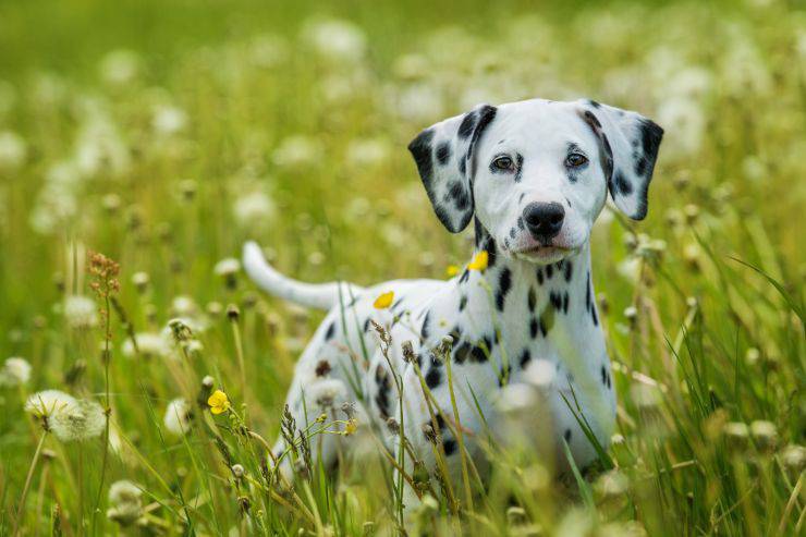 Come applicare l’antiparassitario al cane