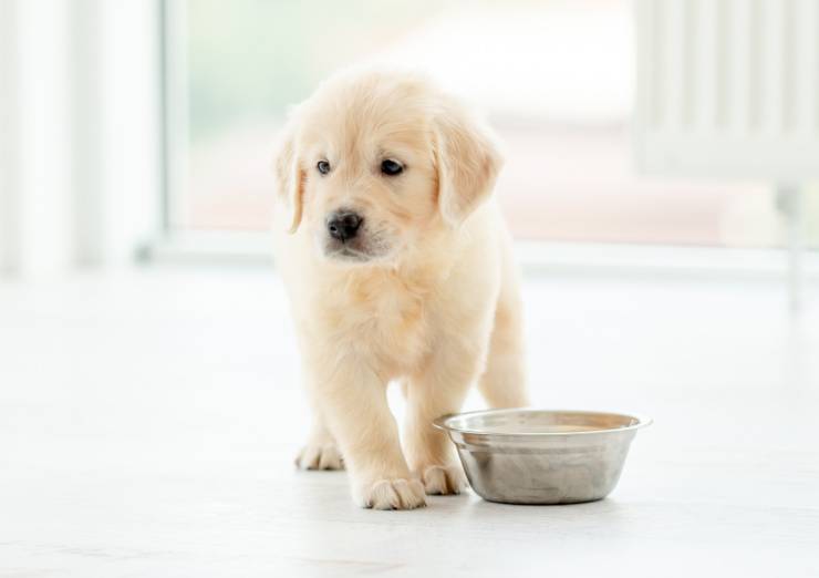 Il cane può mangiare l’aglio? 