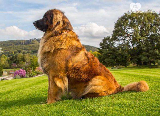 Cane Che Assomiglia A Un Leone