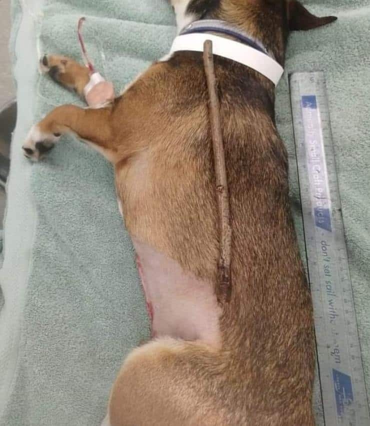 cane ingoia bastone lungo la metà del suo corpo