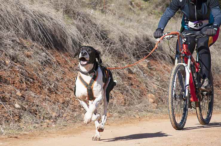 abituare fido a correre in bicicletta