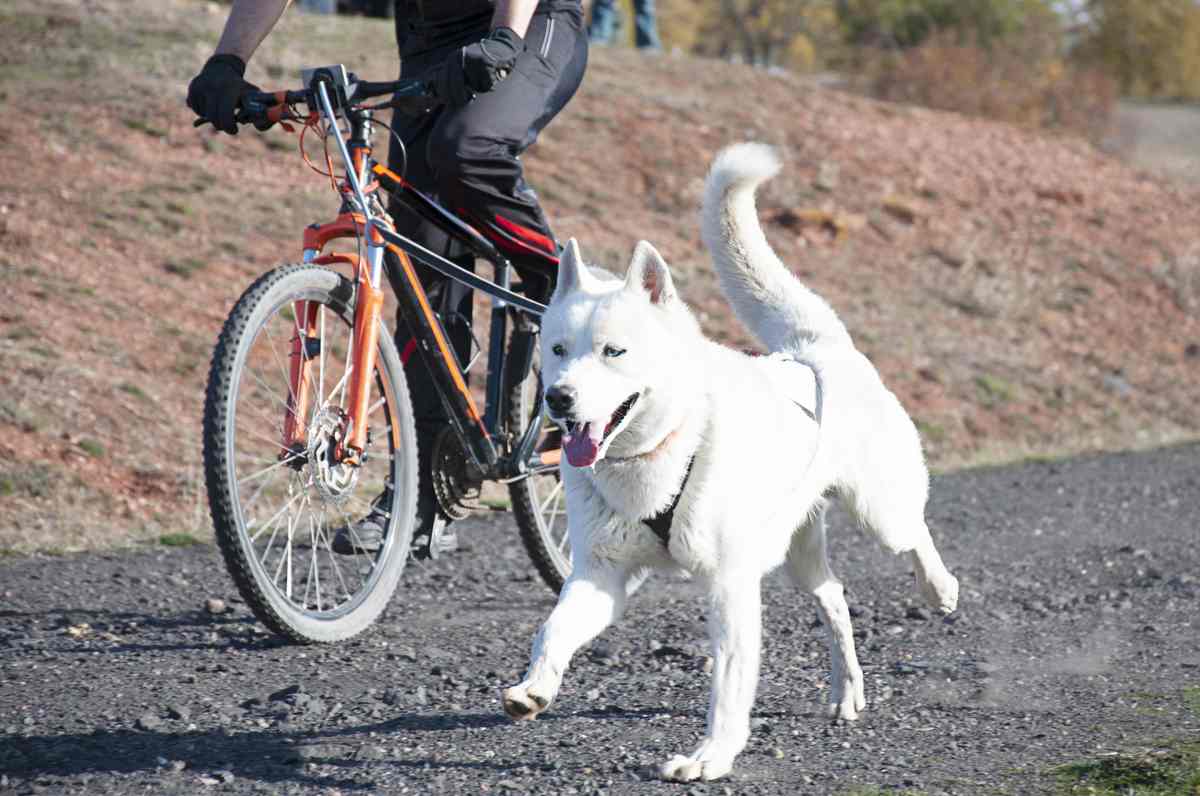 far correre il cane in bicicletta