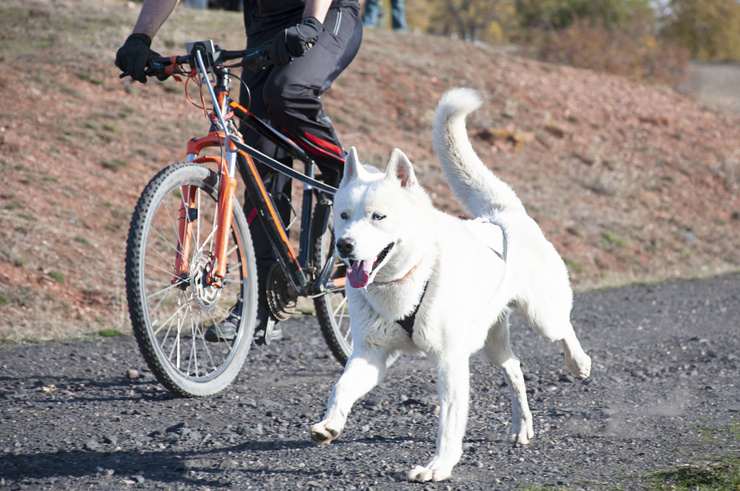 Andare in bici con il cane