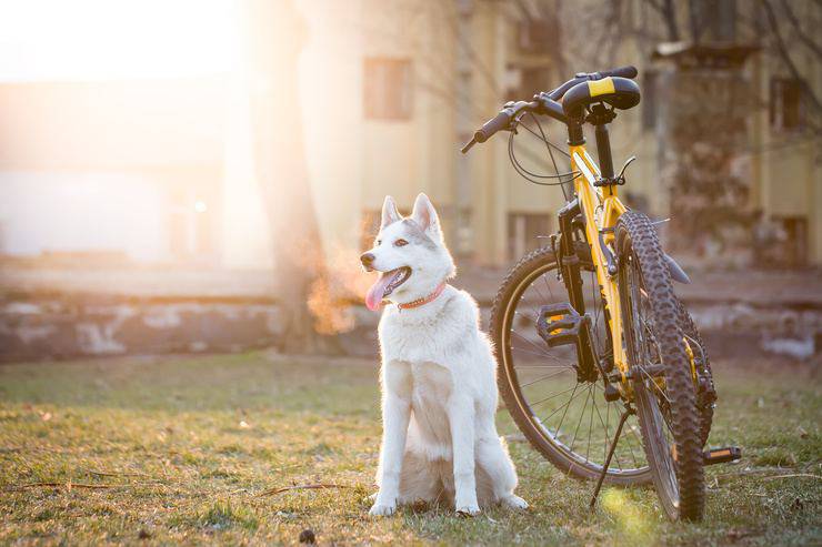 Fido potrebbe non tenere il passo con una bicicletta