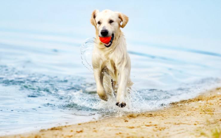 Portare il cane in spiaggia
