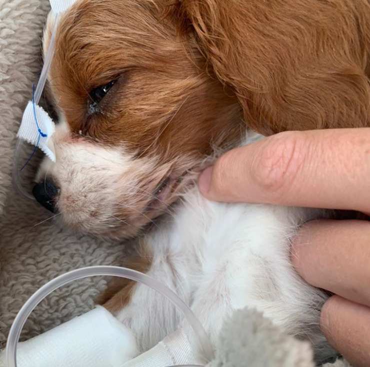 cuccioli venduti stazione servizio