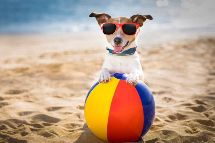 Il cane può fare il bagno in mare