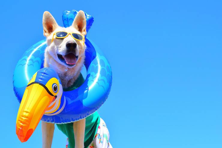 Il cane può fare il bagno in mare