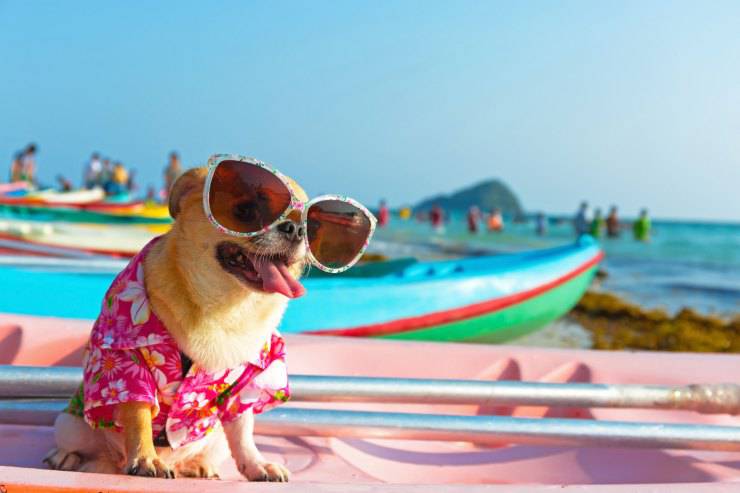 Il cane può fare il bagno in mare