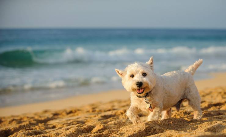 Il cane può fare il bagno in mare