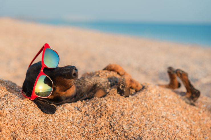 Il cane può fare il bagno in mare