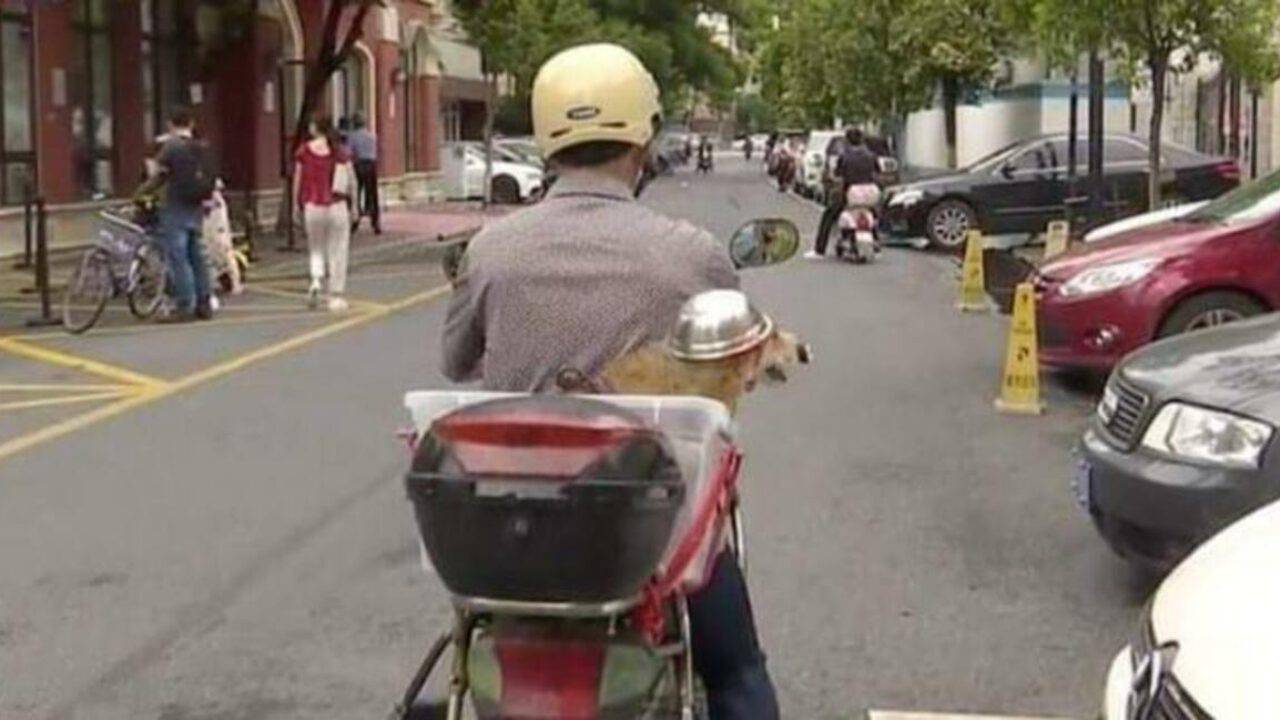 Cane in moto con un casco realizzato con una ciotola il video virale