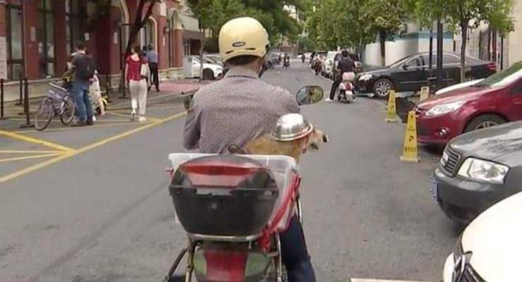 Cane con il casco 