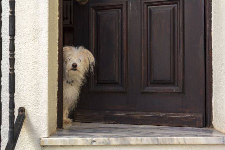 cane sulla porta