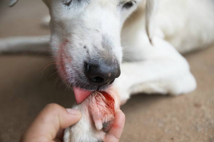 Autolesionismo delle zampe nel cane