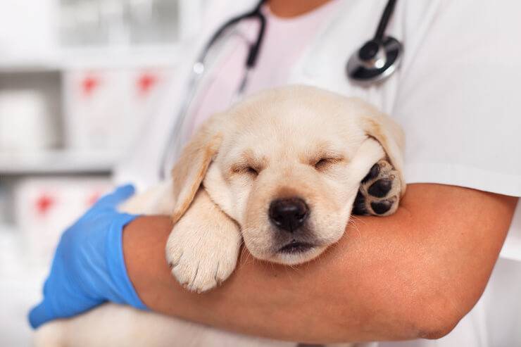 Quando applicare l'antiparassitario al cane: il calendario corretto