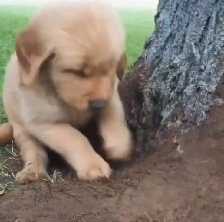 cane scava buca