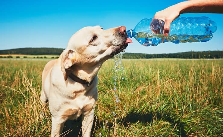 proteggere cane caldo