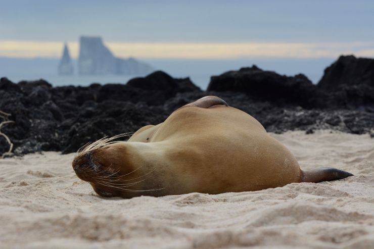 Leone marino delle Galapagos