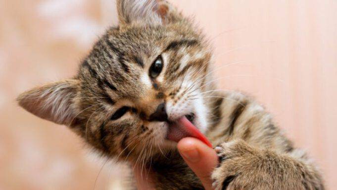 Perché Il Gatto Si Lecca Dopo Carezze
