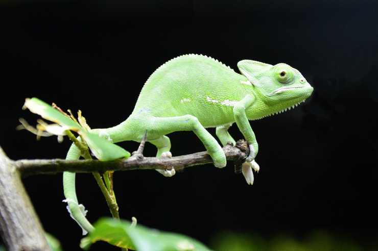 Il verde vivace del camaleonte (Foto Pixabay)