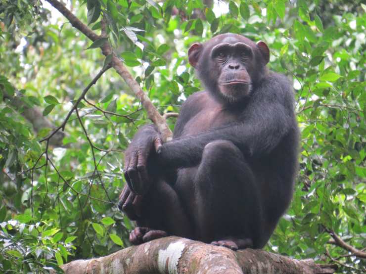 Fatti sullo scimpanzé