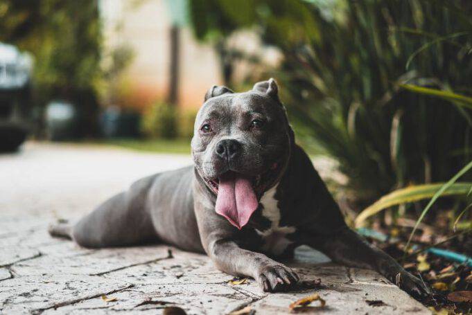 Cane Piega La Testa Da Un Lato