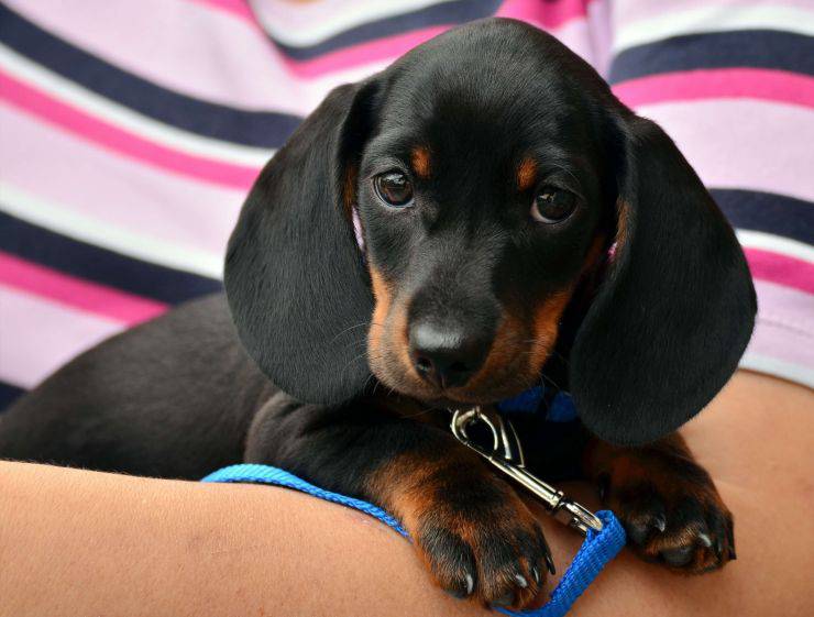 Il primo giorno con un cane appena arrivato a casa: cosa aspettarsi