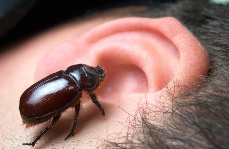 come rimuovere un insetto dall orecchio