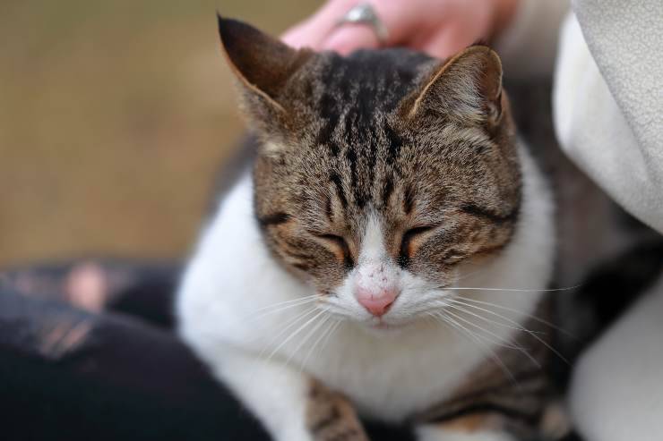 comportamenti del gatto maschio