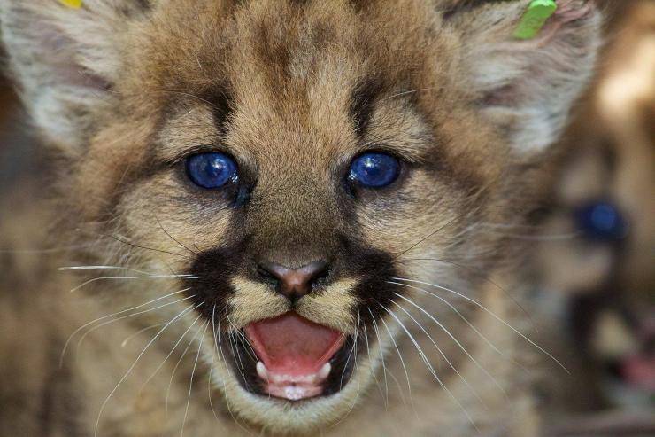 cuccioli di puma