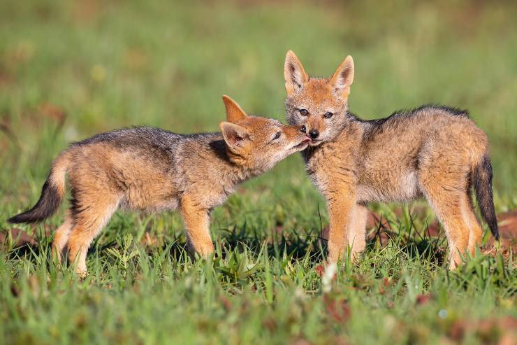 cuccioli di sciacallo