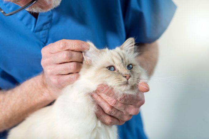 Come Si Dice Gatto Nel Carbone In Finlandese