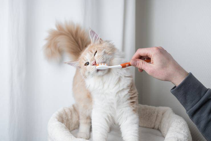 cura dentale del gatto