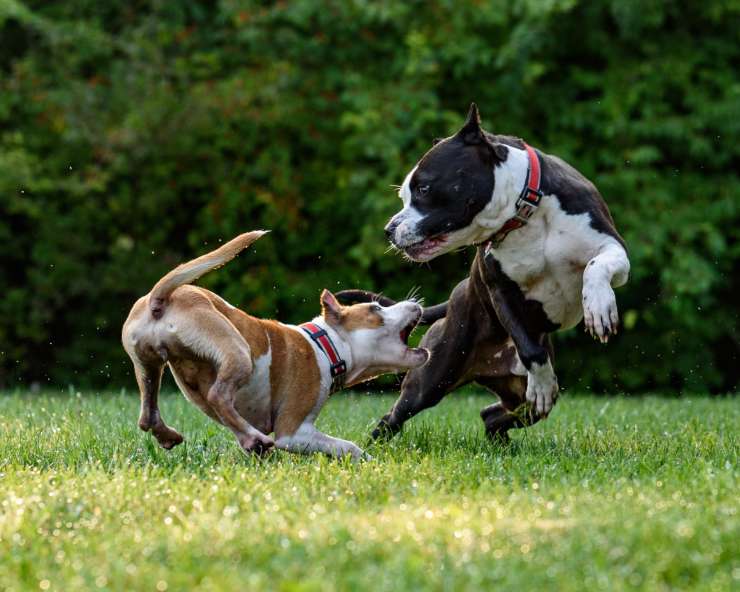 Addestrare il cane a socializzare