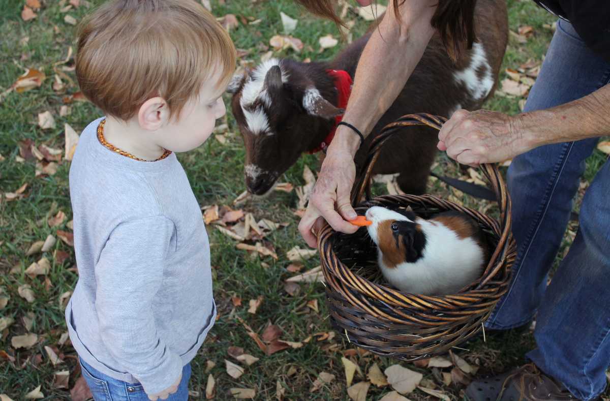 Quante Razze Di Cani Ci Sono