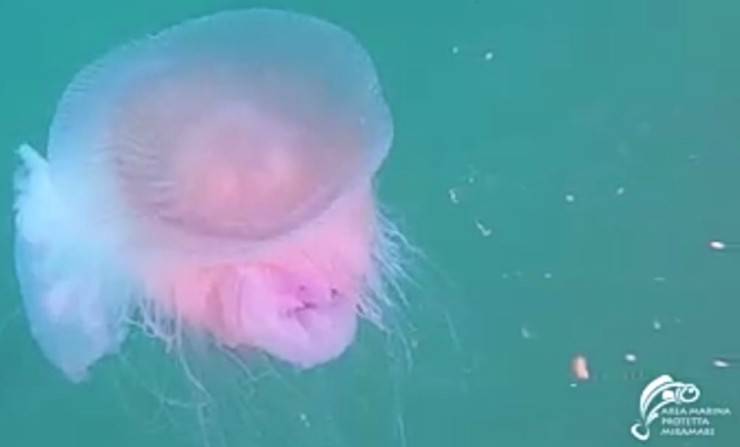 Le medusa che nuota (Foto video)