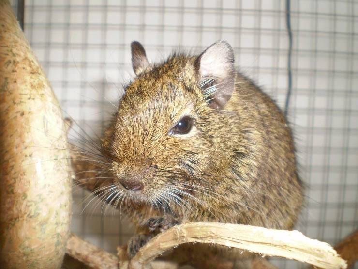 degu