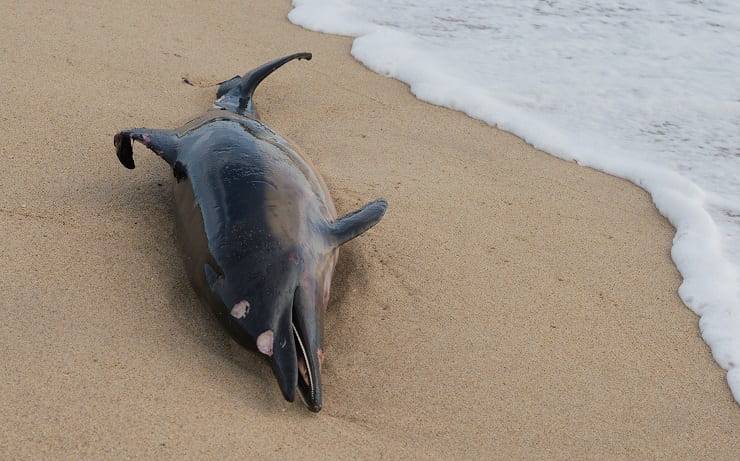 delfino sulla spiaggia