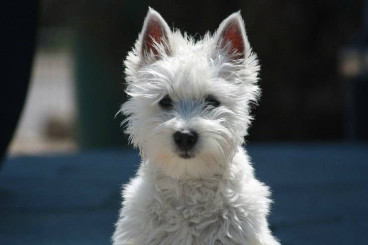 West Highland White Terrier