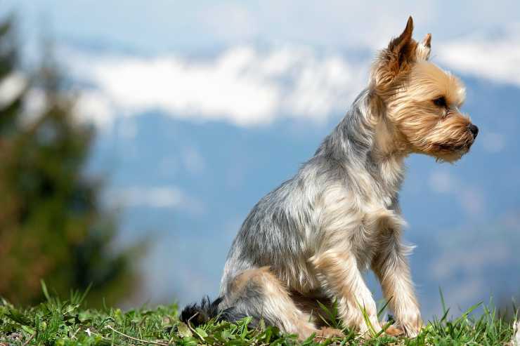 Il cagnolino e lo sguardo di attesa (foto Pixabay)